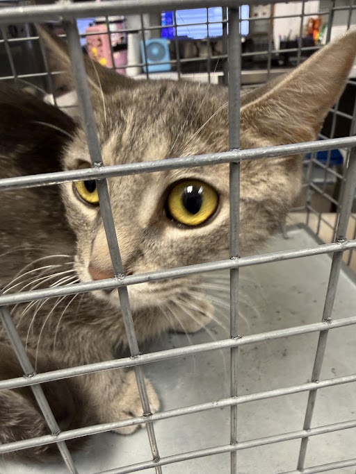 Shelter Stray Female Cat last seen Near BLOCK PENNWOOD AVE, 655 N Mojave Rd, Las Vegas, NV 89101, USA