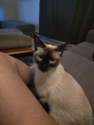 Reunited Male Cat last seen Taco Bell/ State St., Boise, ID 83703