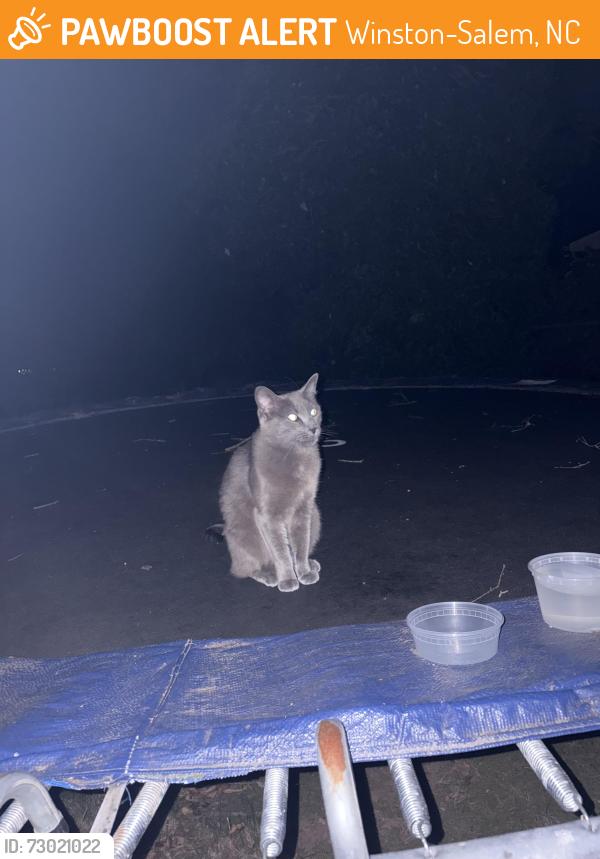 Found/Stray Unknown Cat last seen Pine Needles Dr and Tipperary Lane, Winston-Salem, NC 27104