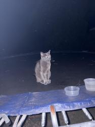 Found/Stray Unknown Cat last seen Pine Needles Dr and Tipperary Lane, Winston-Salem, NC 27104