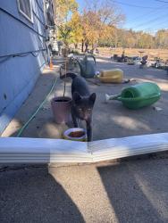 Lost Female Cat last seen The Falls, Sioux Falls, SD 57104