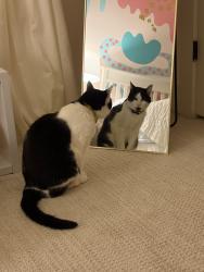 Lost Male Cat last seen Tryon Place Brookhaven , Atlanta, GA 30319