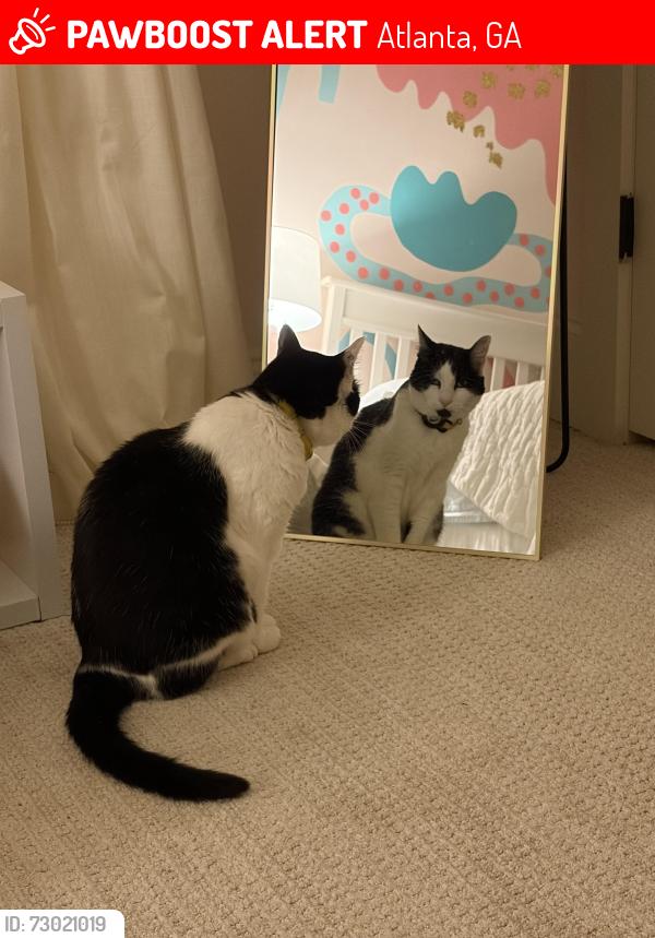 Lost Male Cat last seen Tryon Place Brookhaven , Atlanta, GA 30319