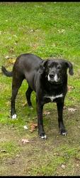 Lost Female Dog last seen Echo Lake Park, Henrico County, VA 23060