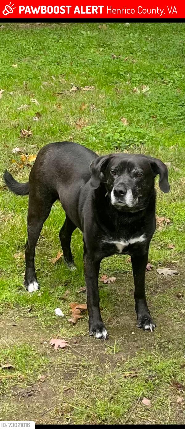 Lost Female Dog last seen Echo Lake Park, Henrico County, VA 23060