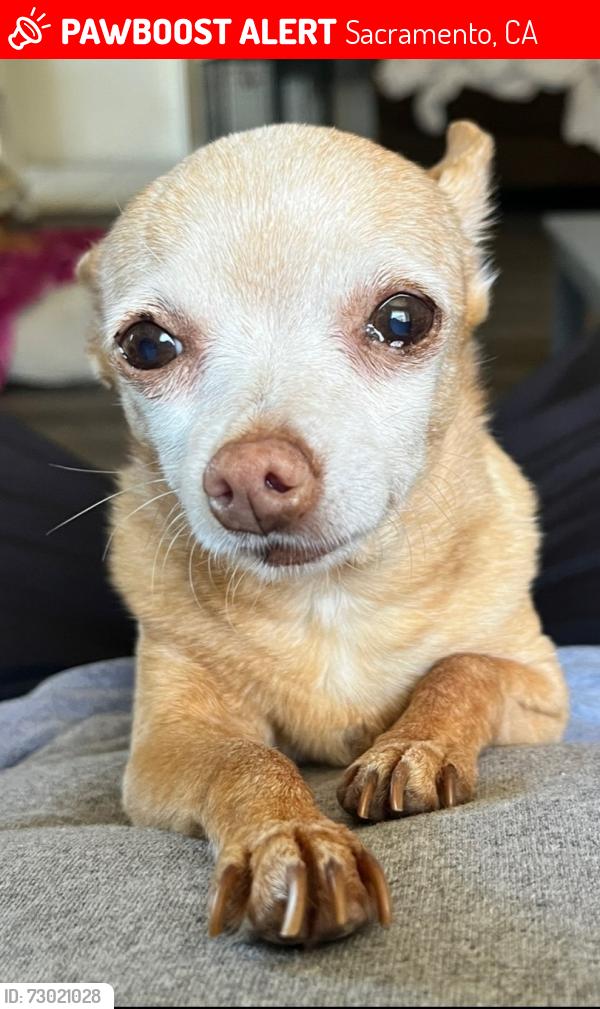 Lost Female Dog last seen Near Valley crest ct , Sacramento, CA 95823
