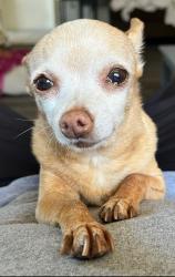 Lost Female Dog last seen Near Valley crest ct , Sacramento, CA 95823