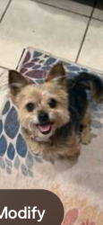 Lost Male Dog last seen Chateau and Derrick Drive, 92117, San Diego, CA 92117