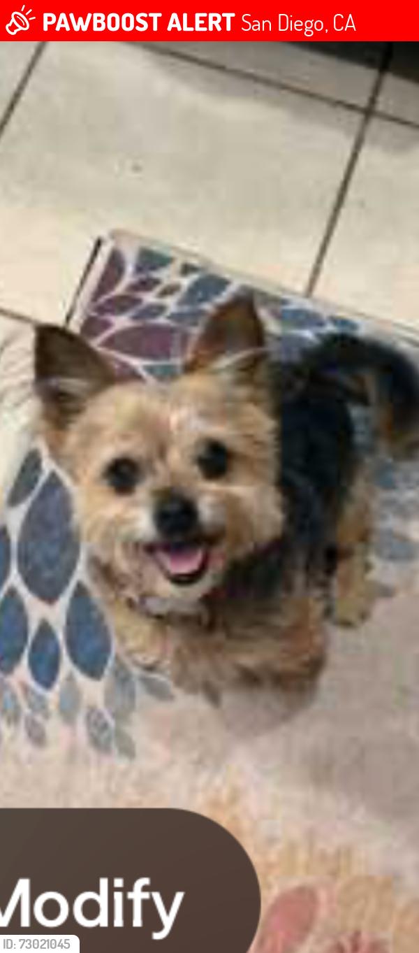 Lost Male Dog last seen Chateau and Derrick Drive, 92117, San Diego, CA 92117