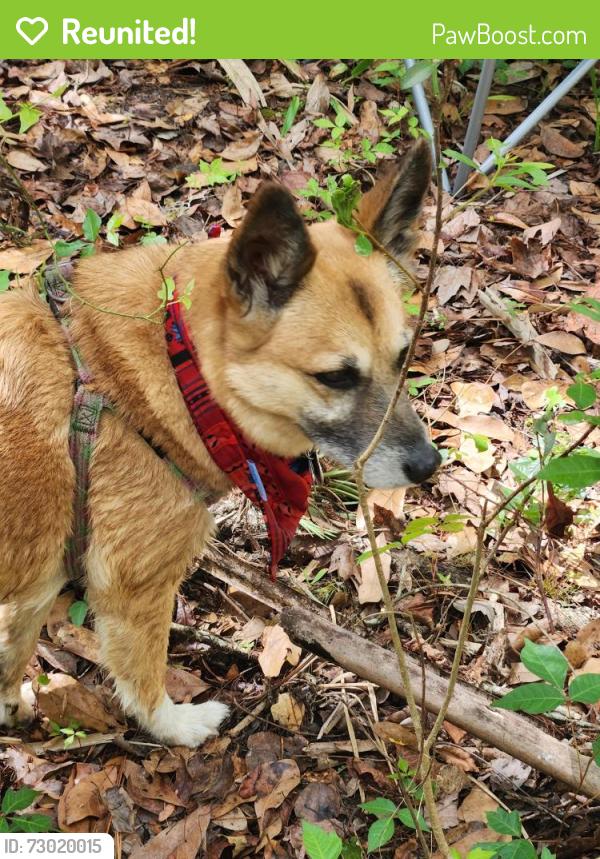 Reunited Female Dog last seen Wildmer rd sw, Palm Bay, FL 32908