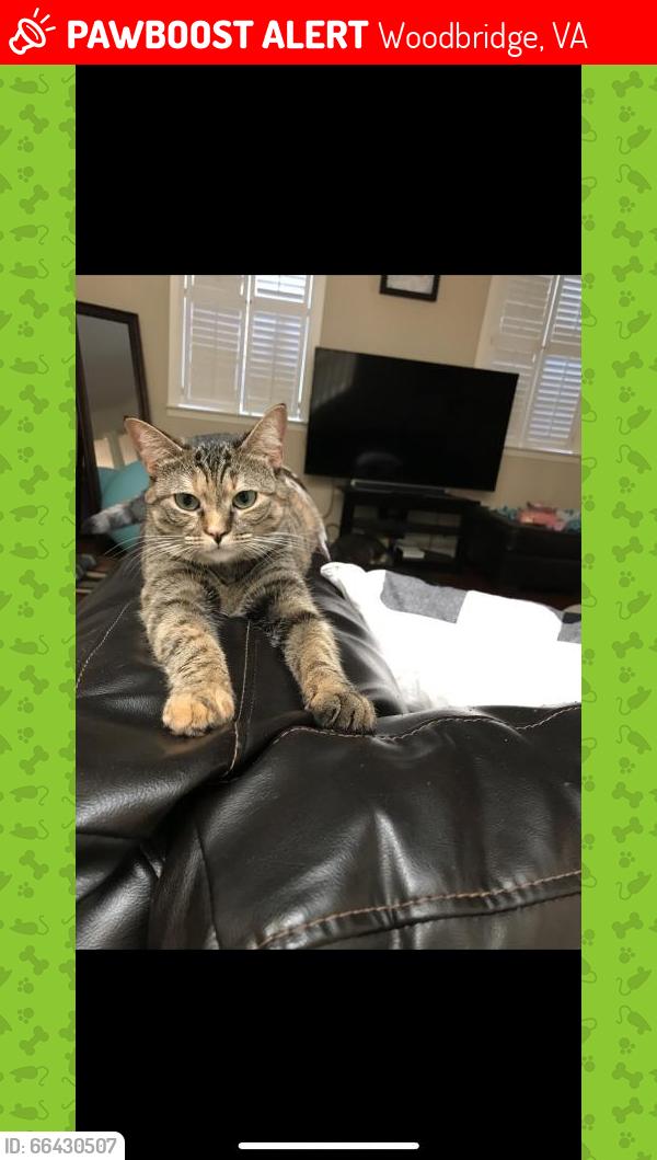Lost Female Cat last seen Near Abbey Fields Loop Morrisville , Woodbridge, VA 22192