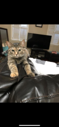 Lost Female Cat last seen Near Abbey Fields Loop Morrisville , Woodbridge, VA 22192