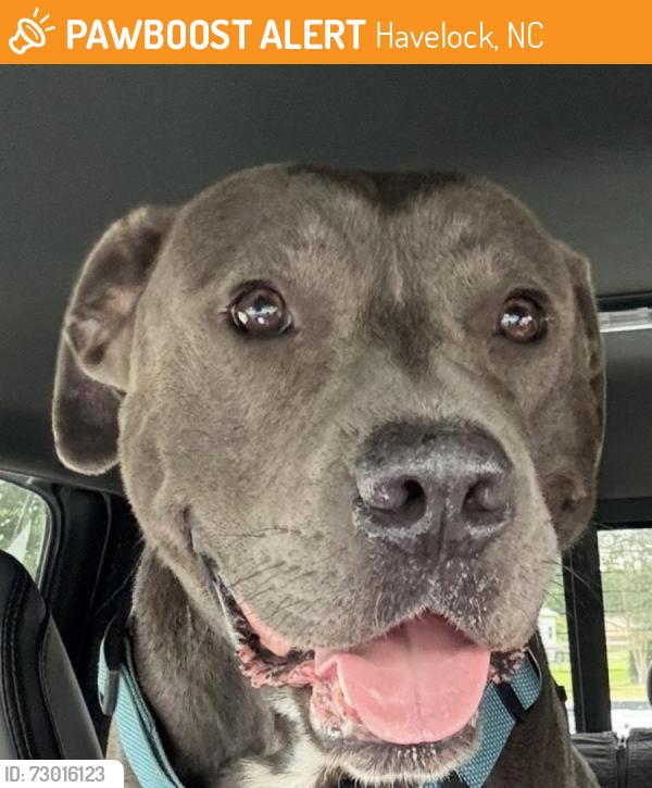 Found/Stray Male Dog last seen Adams Creek Rd, Havelock, NC 28532