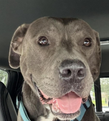 Found/Stray Male Dog last seen Adams Creek Rd, Havelock, NC 28532