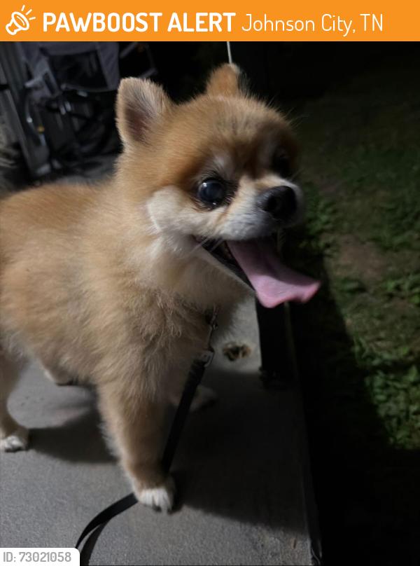 Found/Stray Male Dog last seen New street and e holston ave, Johnson City, TN 37601