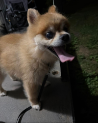 Found/Stray Male Dog last seen New street and e holston ave, Johnson City, TN 37601