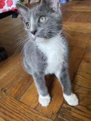 Lost Male Cat last seen Fairfield Ave , Bridgeport, CT 06605