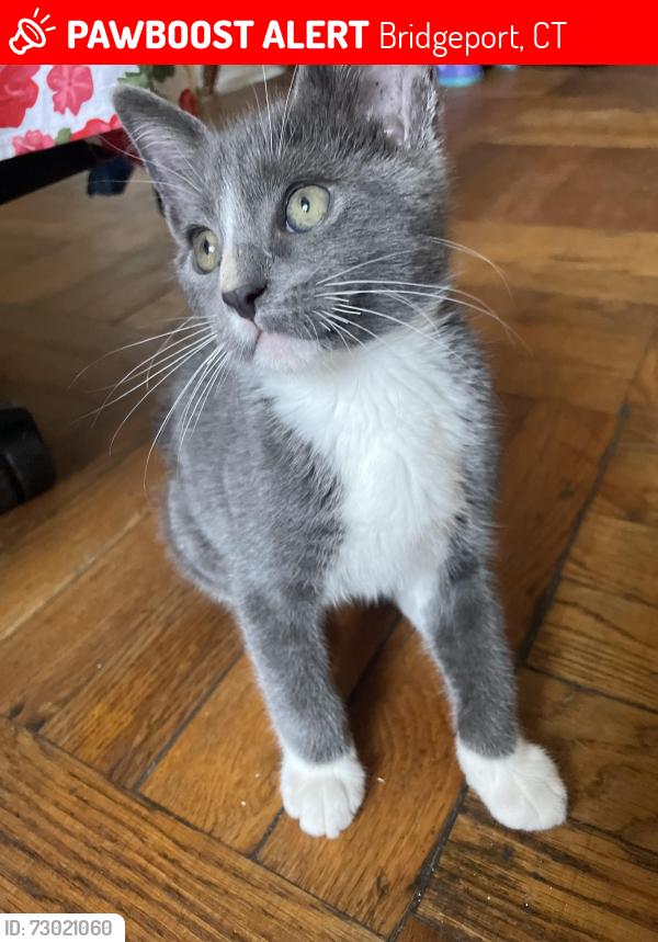 Lost Male Cat last seen Fairfield Ave , Bridgeport, CT 06605
