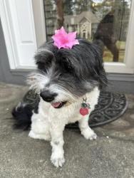 Reunited Female Dog last seen Hamptons East Swim and Pool , Rome, GA 30161