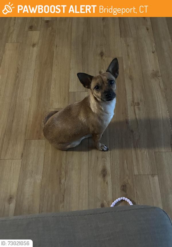 Found/Stray Female Dog last seen Near Albion ST, Bridgeport, CT 06605