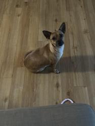 Found/Stray Female Dog last seen Near Albion ST, Bridgeport, CT 06605
