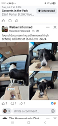 Found/Stray Unknown Dog last seen Kenowa high, Grand Rapids, MI 49544