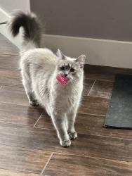 Reunited Female Cat last seen Near west & Herriman Main St., Herriman, UT 84096