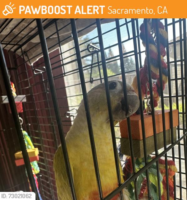 Found/Stray Unknown Bird last seen Shortest Dr, Sacramento, CA 95823