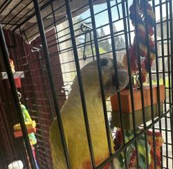 Found/Stray Unknown Bird last seen Shortest Dr, Sacramento, CA 95823