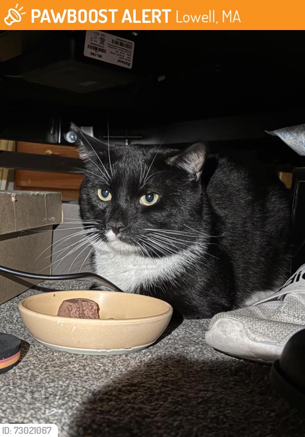 Found/Stray Unknown Cat last seen Mammoth rd , Lowell, MA 01854