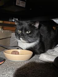 Found/Stray Unknown Cat last seen Mammoth rd , Lowell, MA 01854