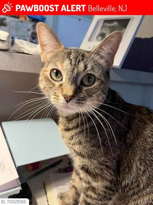 Lost Female Cat last seen Franklin and Joralemon, Belleville, NJ 07109