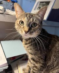Lost Female Cat last seen Franklin and Joralemon, Belleville, NJ 07109