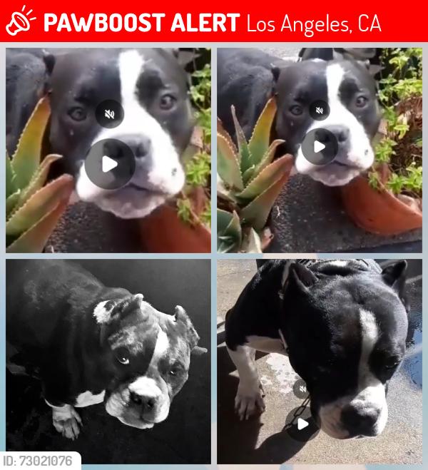 Lost Female Dog last seen Firestone Blvd 92 st, Los Angeles, CA 90002
