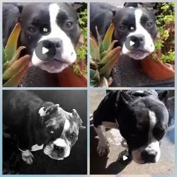 Lost Female Dog last seen Firestone Blvd 92 st, Los Angeles, CA 90002