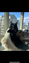 Reunited Male Cat last seen Haro and bute , Vancouver, BC V6E 1E5