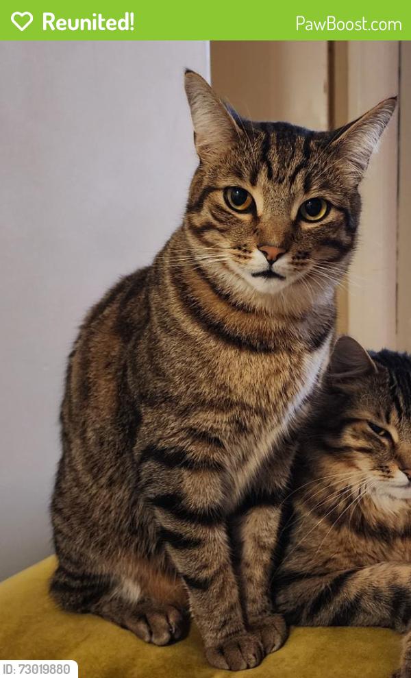 Reunited Male Cat last seen Sunset Ave, between Lincoln and 7th St. , Los Angeles, CA 90291