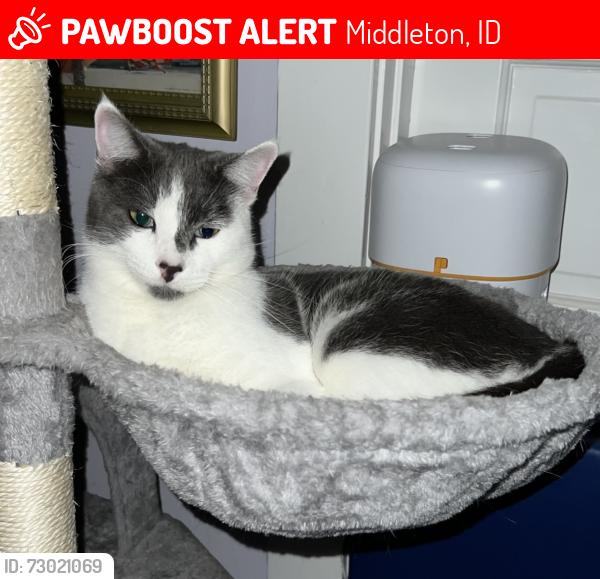 Lost Male Cat last seen Kingsbury rd and Winter Horses Ln, Middleton, ID 83644
