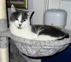 Lost Male Cat last seen Kingsbury rd and Winter Horses Ln, Middleton, ID 83644