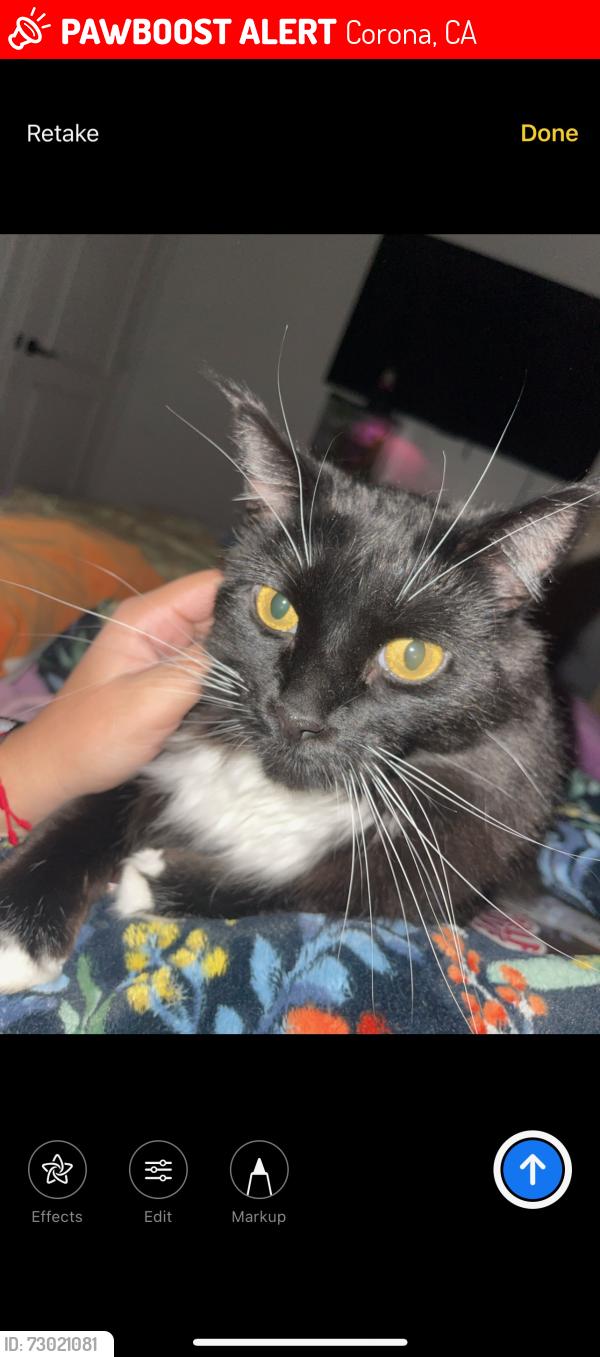 Lost Male Cat last seen Hibiscus/ Rose , Corona, CA 92882
