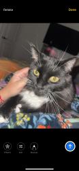 Lost Male Cat last seen Hibiscus/ Rose , Corona, CA 92882