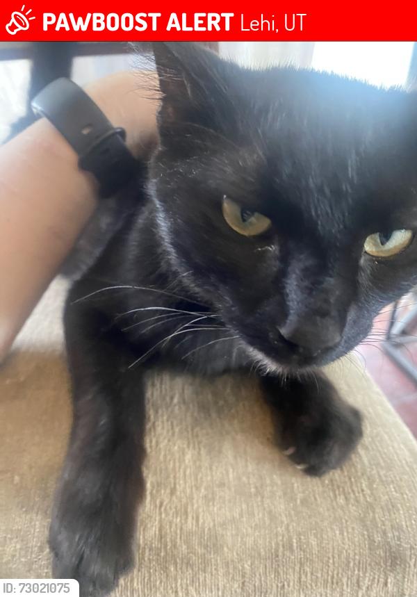 Lost Female Cat last seen Maceys Lehi, Lehi, UT 84043