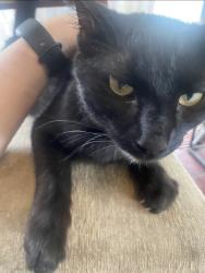Lost Female Cat last seen Maceys Lehi, Lehi, UT 84043