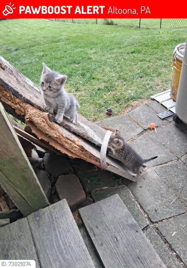 Lost Unknown Cat last seen 8th street & 9th street, Altoona, PA 16602