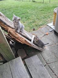 Lost Unknown Cat last seen 8th street & 9th street, Altoona, PA 16602