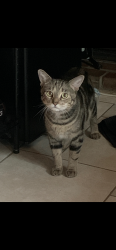 Lost Female Cat last seen Euclid, Manassas Park, VA 20111