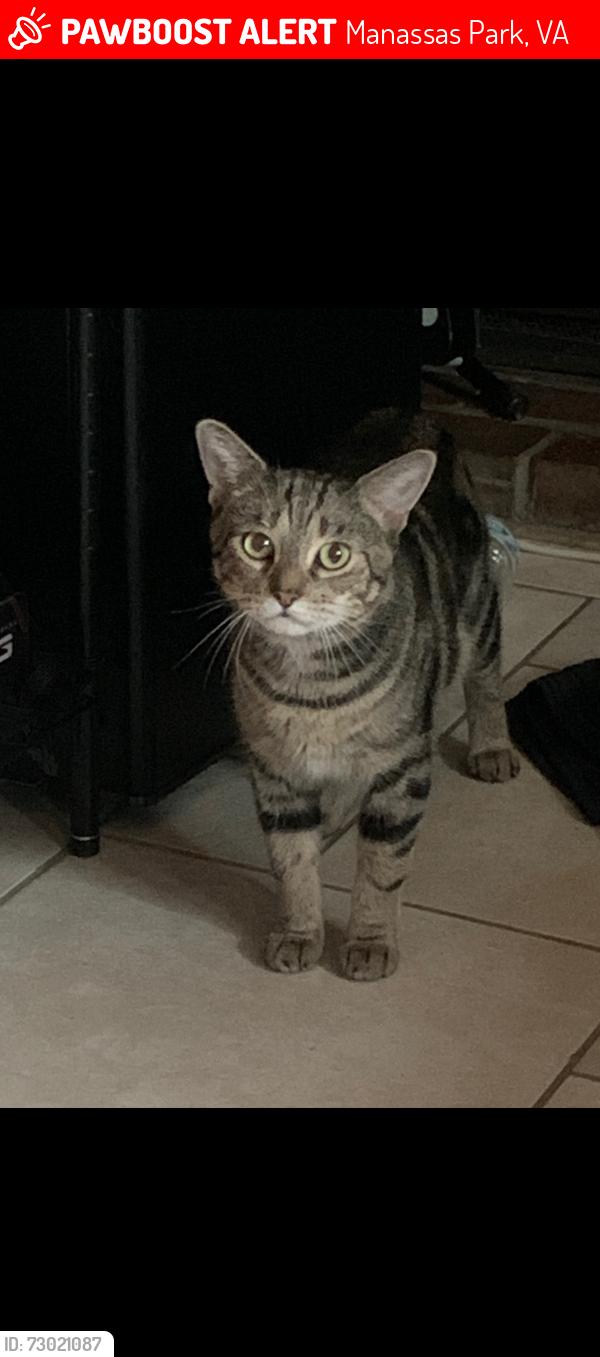 Lost Female Cat last seen Euclid, Manassas Park, VA 20111