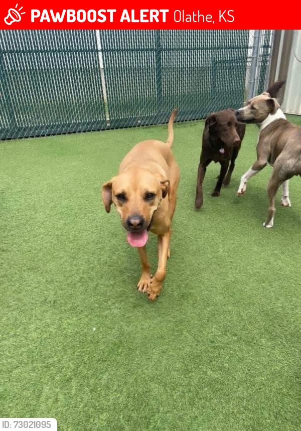 Lost Female Dog last seen Near and Blackbob, Olathe, KS 66062