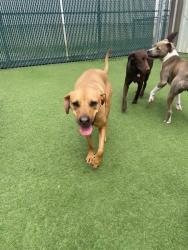 Lost Female Dog last seen Near and Blackbob, Olathe, KS 66062