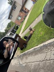 Found/Stray Male Dog last seen Miles & Lynnfork, New Burlington, OH 45231